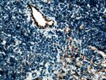 Cd31 Antibody in Immunohistochemistry (Paraffin) (IHC (P))