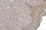 ALG3 Antibody in Immunohistochemistry (Paraffin) (IHC (P))