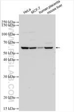 ALG3 Antibody in Western Blot (WB)