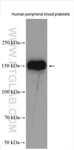 PEAR1 Antibody in Western Blot (WB)