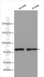 CUL3 Antibody in Western Blot (WB)