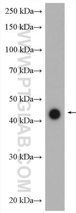 DRD4 Antibody in Western Blot (WB)