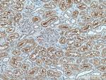 GPR141 Antibody in Immunohistochemistry (Paraffin) (IHC (P))