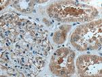 GPR141 Antibody in Immunohistochemistry (Paraffin) (IHC (P))