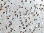 GPR141 Antibody in Immunohistochemistry (Paraffin) (IHC (P))