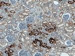 KL Antibody in Immunohistochemistry (Paraffin) (IHC (P))