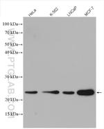 UQCC Antibody in Western Blot (WB)