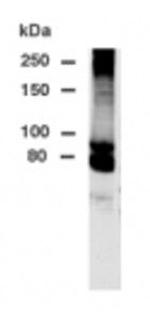 DPP10 Antibody in Western Blot (WB)