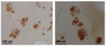CLAC-P Antibody in Immunohistochemistry (Paraffin) (IHC (P))