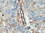Endoglin/CD105 Antibody in Immunohistochemistry (Paraffin) (IHC (P))