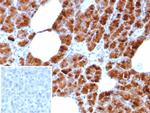 GP2 (Glycoprotein 2)/ZAP75 Recombinant Rabbit Monoclonal Antibody (GP2/8618R)
