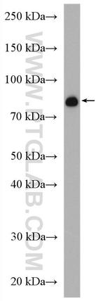 GSPT1 Antibody in Western Blot (WB)