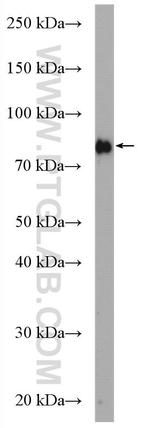 GSPT1 Antibody in Western Blot (WB)