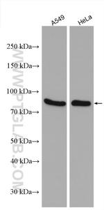 GSPT1 Antibody in Western Blot (WB)