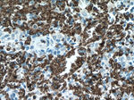 SLC4A1 Antibody in Immunohistochemistry (Paraffin) (IHC (P))