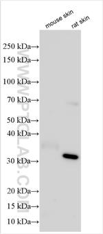CASP14 Antibody in Western Blot (WB)