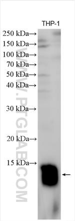 TYROBP/DAP12 Antibody in Western Blot (WB)