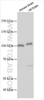 DPP6 Antibody in Western Blot (WB)
