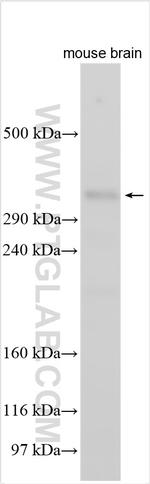 DCHS1 Antibody in Western Blot (WB)
