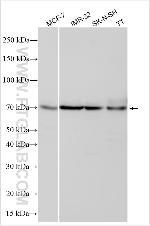 DOT1L Antibody in Western Blot (WB)