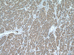 CCDC71 Antibody in Immunohistochemistry (Paraffin) (IHC (P))
