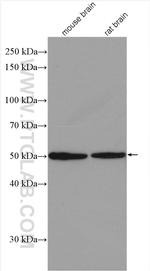 CCDC71 Antibody in Western Blot (WB)