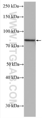 PLEKHH3 Antibody in Western Blot (WB)