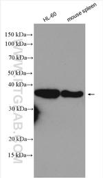 ARGLU1 Antibody in Western Blot (WB)