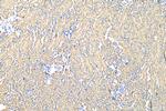 WNT3 Antibody in Immunohistochemistry (Paraffin) (IHC (P))