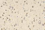 WNT3 Antibody in Immunohistochemistry (Paraffin) (IHC (P))