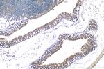WNT3 Antibody in Immunohistochemistry (Paraffin) (IHC (P))