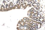 WNT3 Antibody in Immunohistochemistry (Paraffin) (IHC (P))