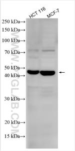 WNT3 Antibody in Western Blot (WB)
