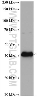 CD40 Antibody in Western Blot (WB)