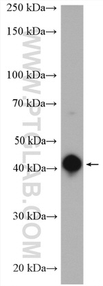 CD40 Antibody in Western Blot (WB)