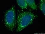 MRPL39 Antibody in Immunocytochemistry (ICC/IF)