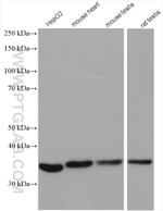 MRPL39 Antibody in Western Blot (WB)