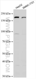 SCARF1 Antibody in Western Blot (WB)