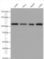 PMS1 Antibody in Western Blot (WB)
