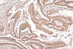 WBSCR22 Antibody in Immunohistochemistry (Paraffin) (IHC (P))