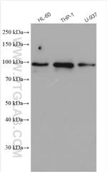 FES Antibody in Western Blot (WB)