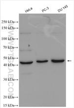 SPOCK1 Antibody in Western Blot (WB)