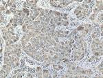 Flotillin 2 Antibody in Immunohistochemistry (Paraffin) (IHC (P))