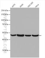 Flotillin 2 Antibody in Western Blot (WB)