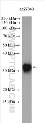 mAID tag Antibody in Western Blot (WB)
