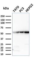 Glucose 6-Phosphate Isomerase Antibody in Western Blot (WB)