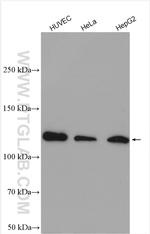 SREBF2 Antibody in Western Blot (WB)