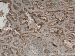 TTC12 Antibody in Immunohistochemistry (Paraffin) (IHC (P))
