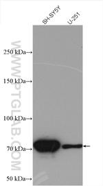 TTC12 Antibody in Western Blot (WB)