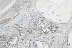 FSTL3 Antibody in Immunohistochemistry (Paraffin) (IHC (P))